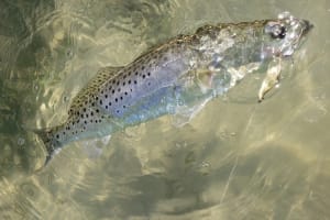 Cold Water Crisis: North Carolina Trout Face Winter Survival Battle