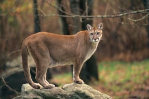 Utah's Year-Round Cougar Hunt Sparks Wildlife Debate