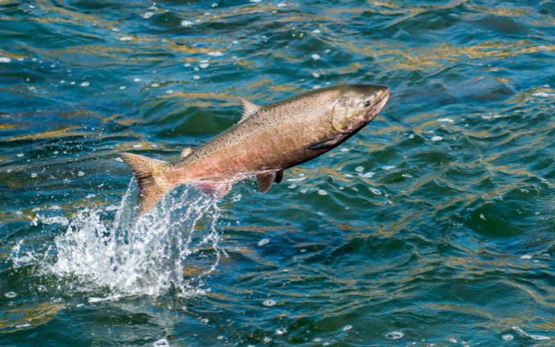 Salmon Fishing Returns to California in 2025