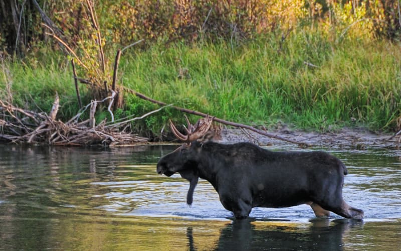 Hunters Stop Poacher in Idaho Moose Case
