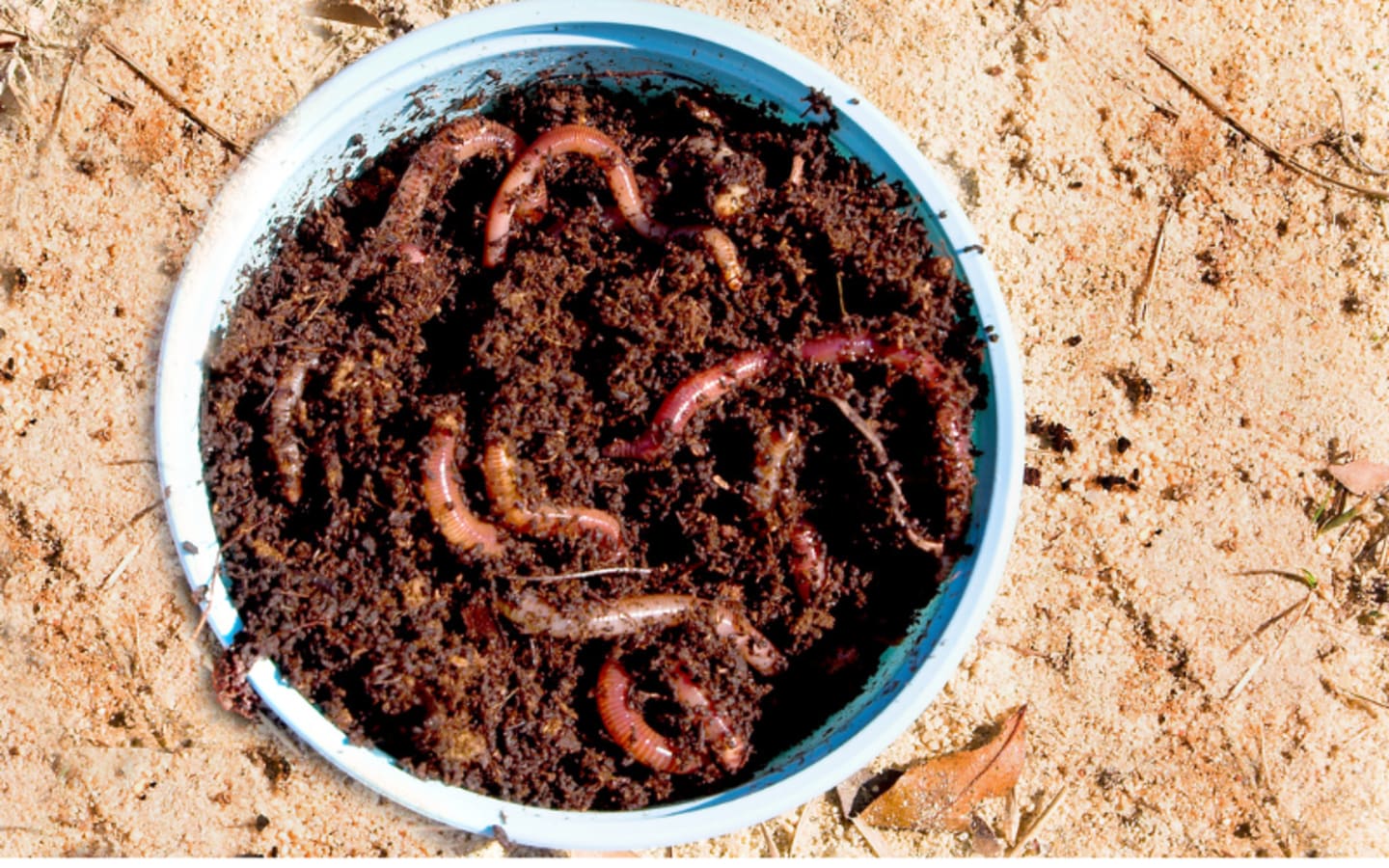 Why Live Bait Outperforms Lures in Certain Waters