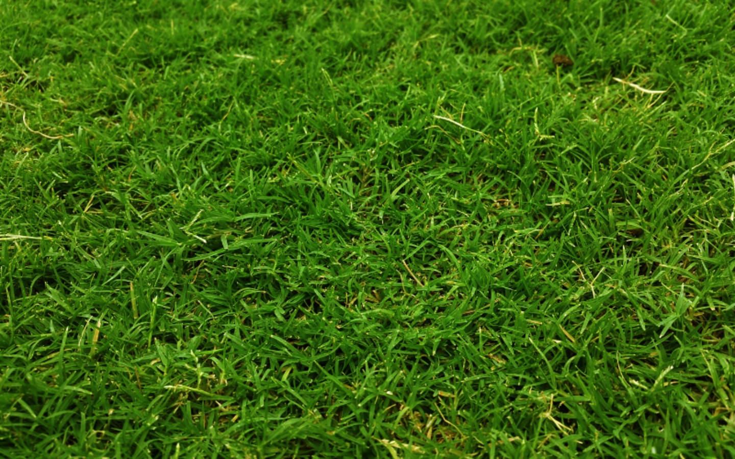 The Benefits of Mulching Grass Clippings for Soil Health