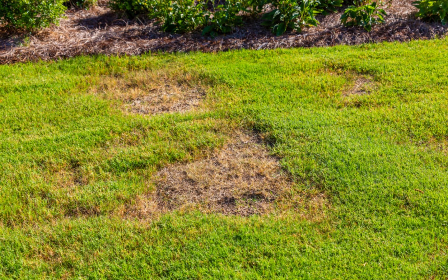 How to Repair Bare Patches in Your Lawn Naturally