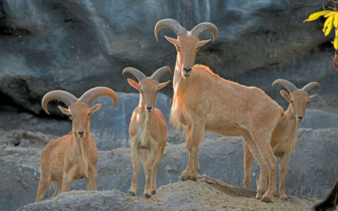 Texas Approves Helicopter Hunting To Save Ecosystems