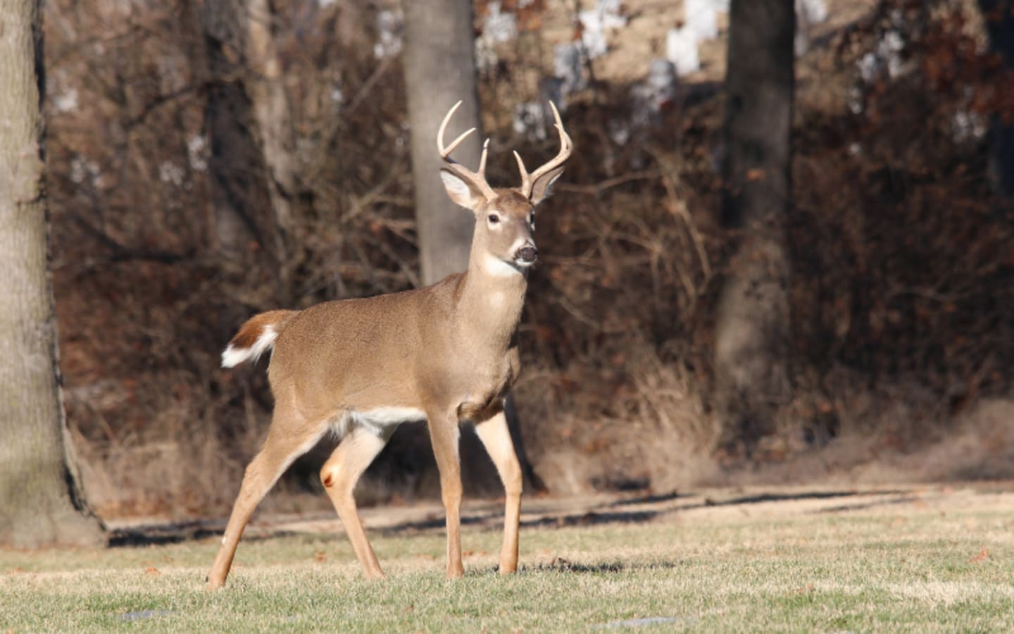 Tennessees New Deer Baiting Law Stirs Debate