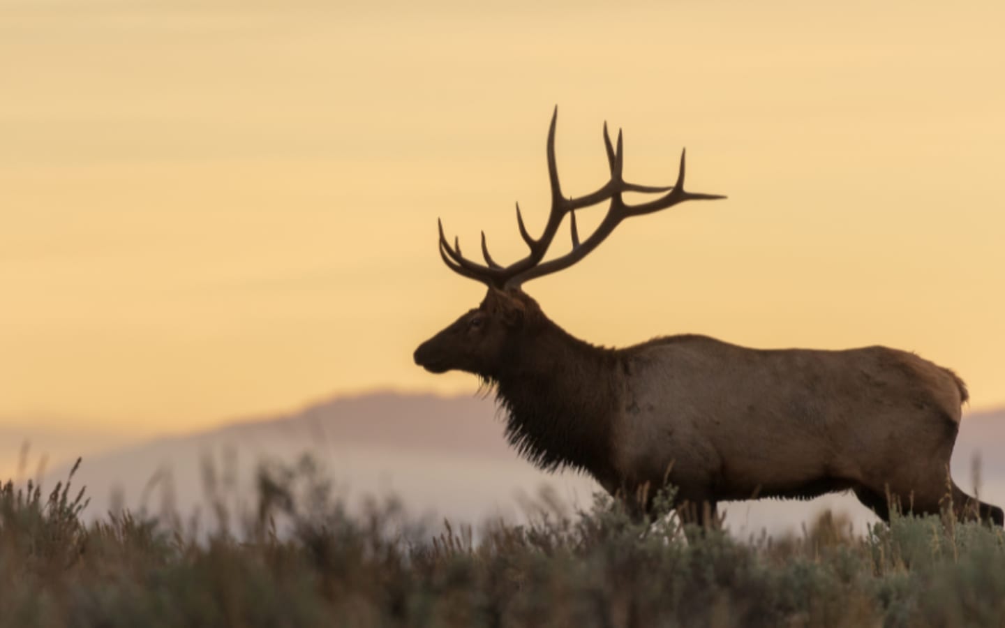 Why Missouris Bear and Elk Hunts Are a Big Deal This Year