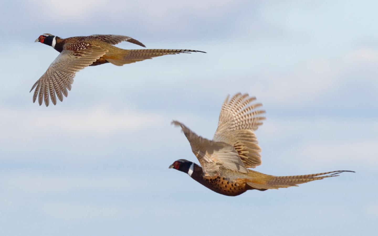 South Dakotas Pheasant Boom Will 2025 Top Last Years Epic Hunt