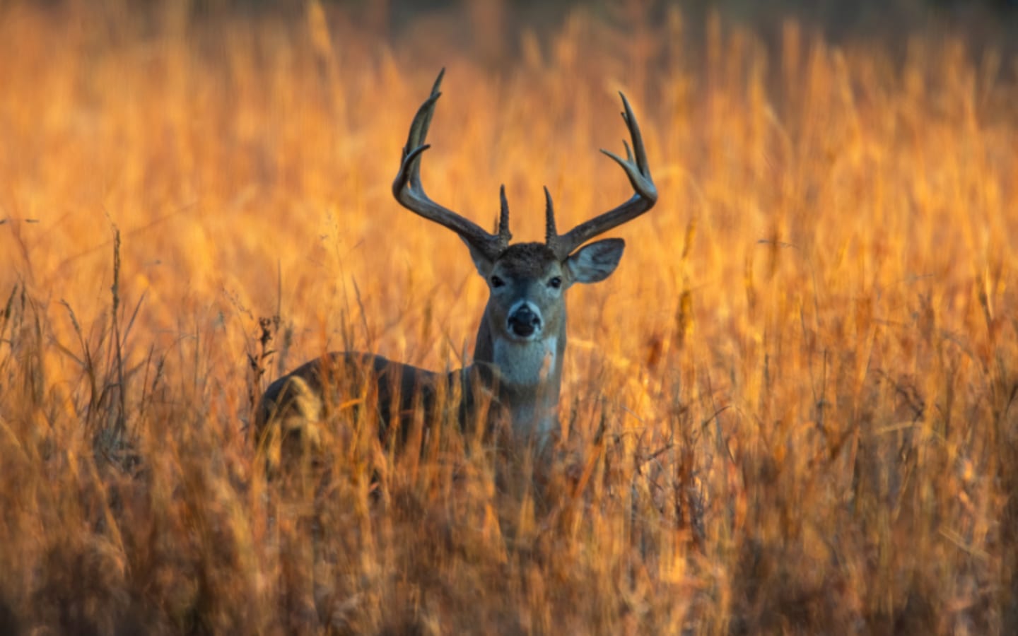 Should Wildlife Tags Be Sold to the Highest Bidder