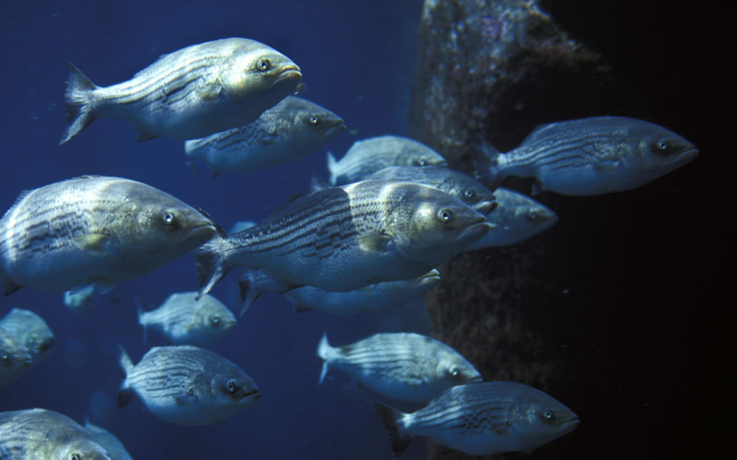 Striped Bass Rules Spark Fight in Court