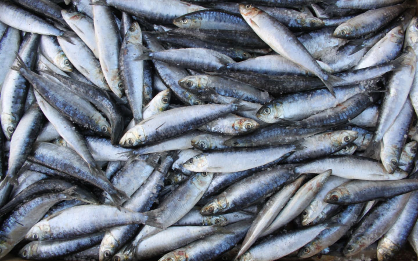 Sardine Fishing Ban Lifted in California