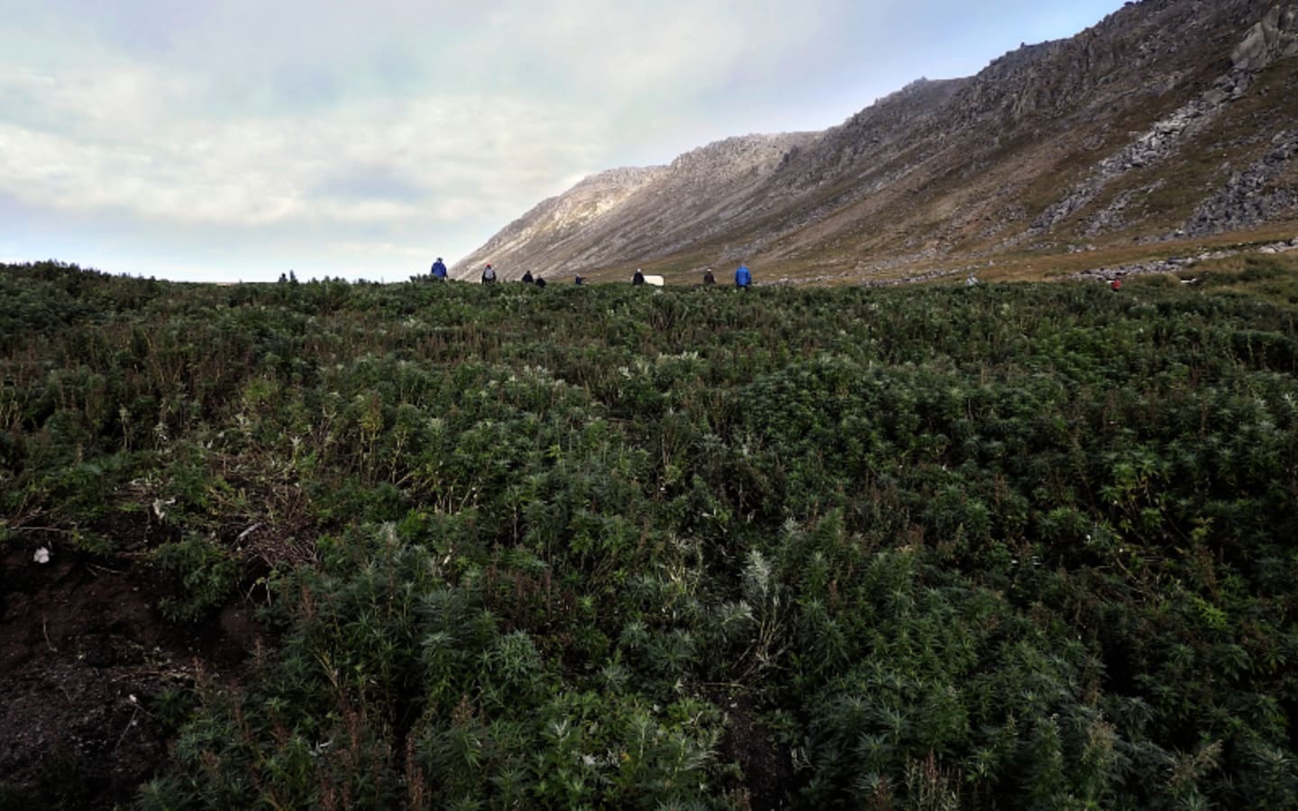 Wildfire Sparks Urgent Trail Closures in Nome Creek Valley