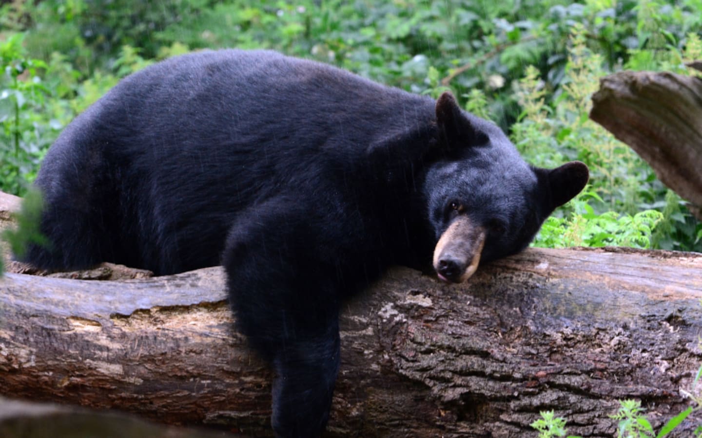 Will AntiHunters Derail Floridas Bear Management Plan
