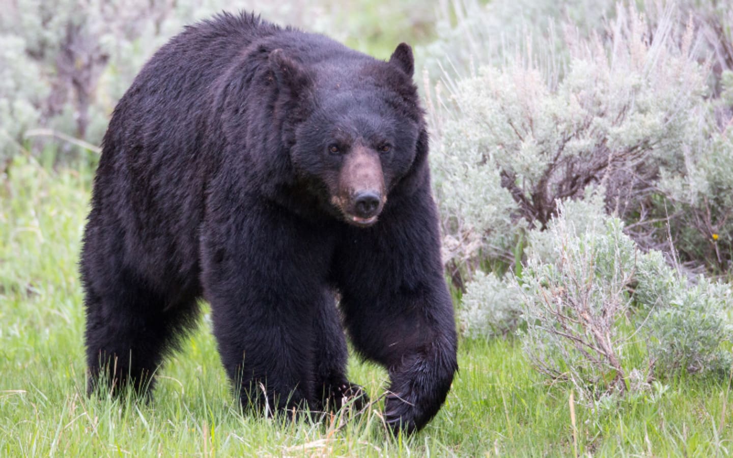 Florida Bears Face the Gun Again A Necessary Cull