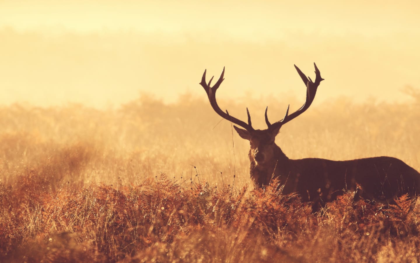 Deer Hunting Myths That Keep You From Success