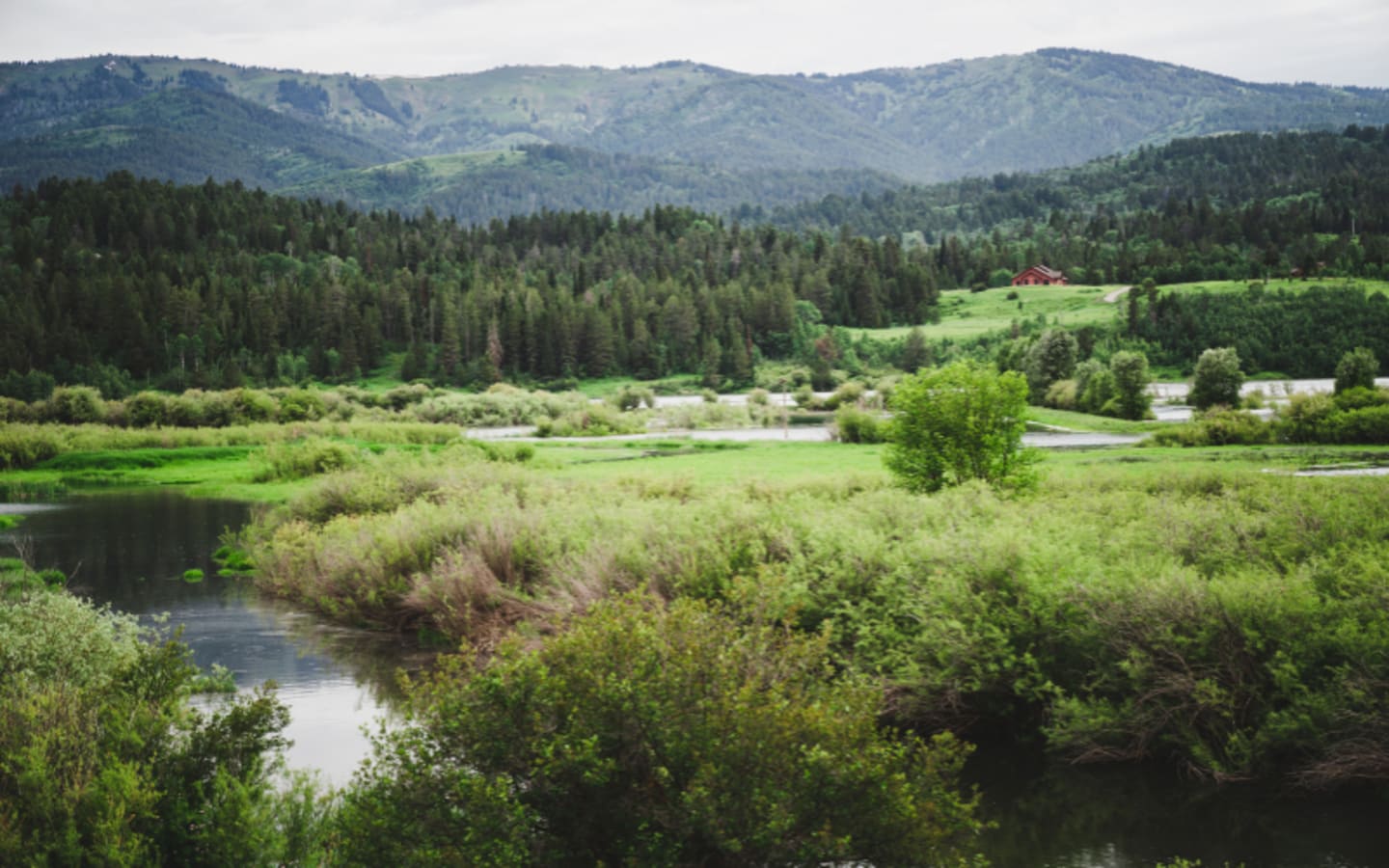 Reviving Wyomings Overlooked Wetland Haven