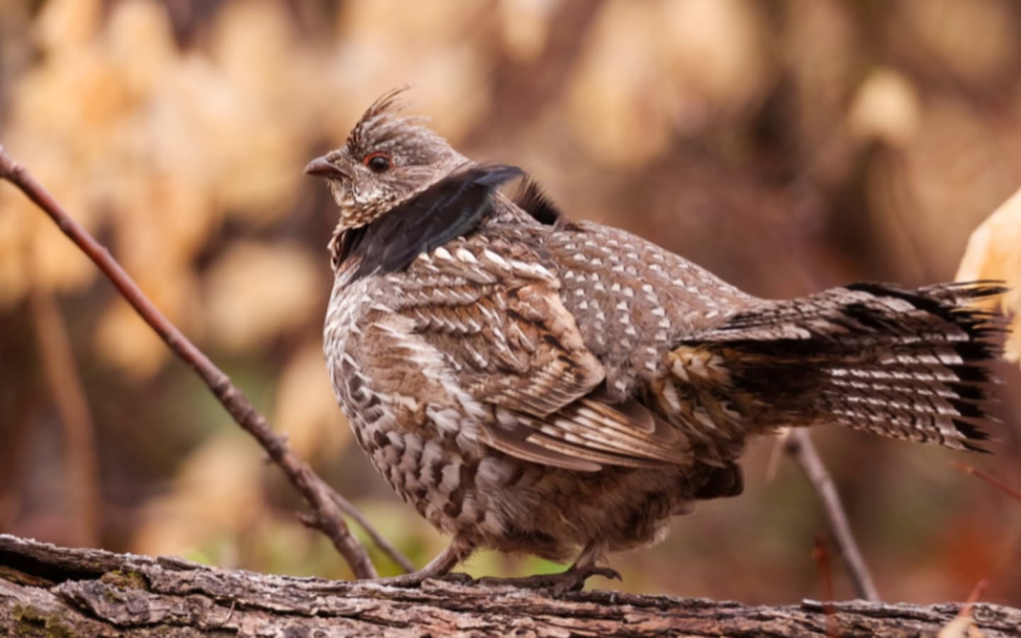 Hunters Logs Boost Upland Bird Conservation