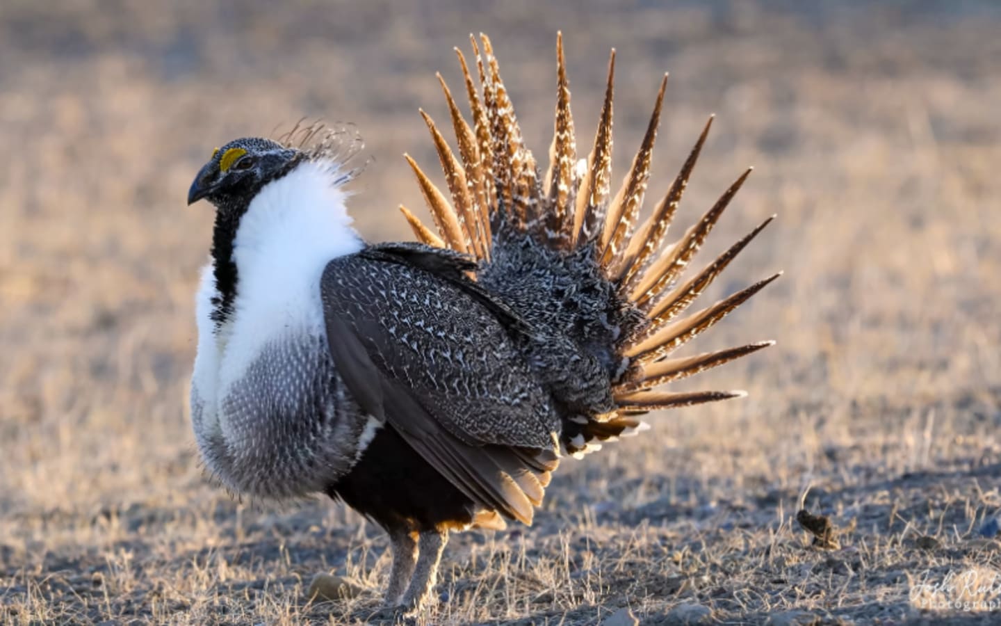 Why SageGrouse Wings Hold the Future