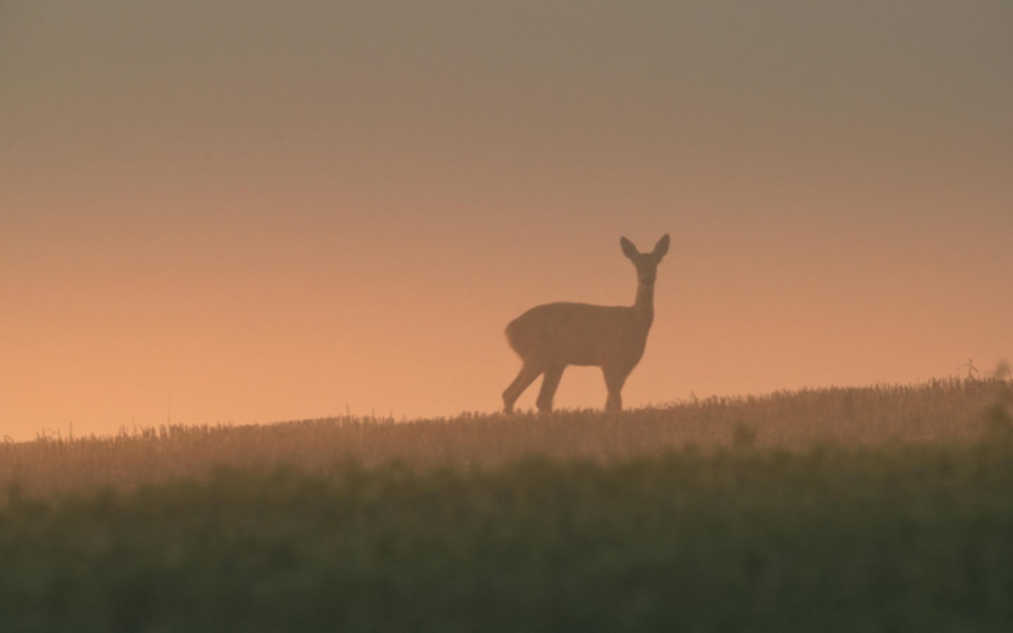 Is CWD Closing In on Americas Big Game