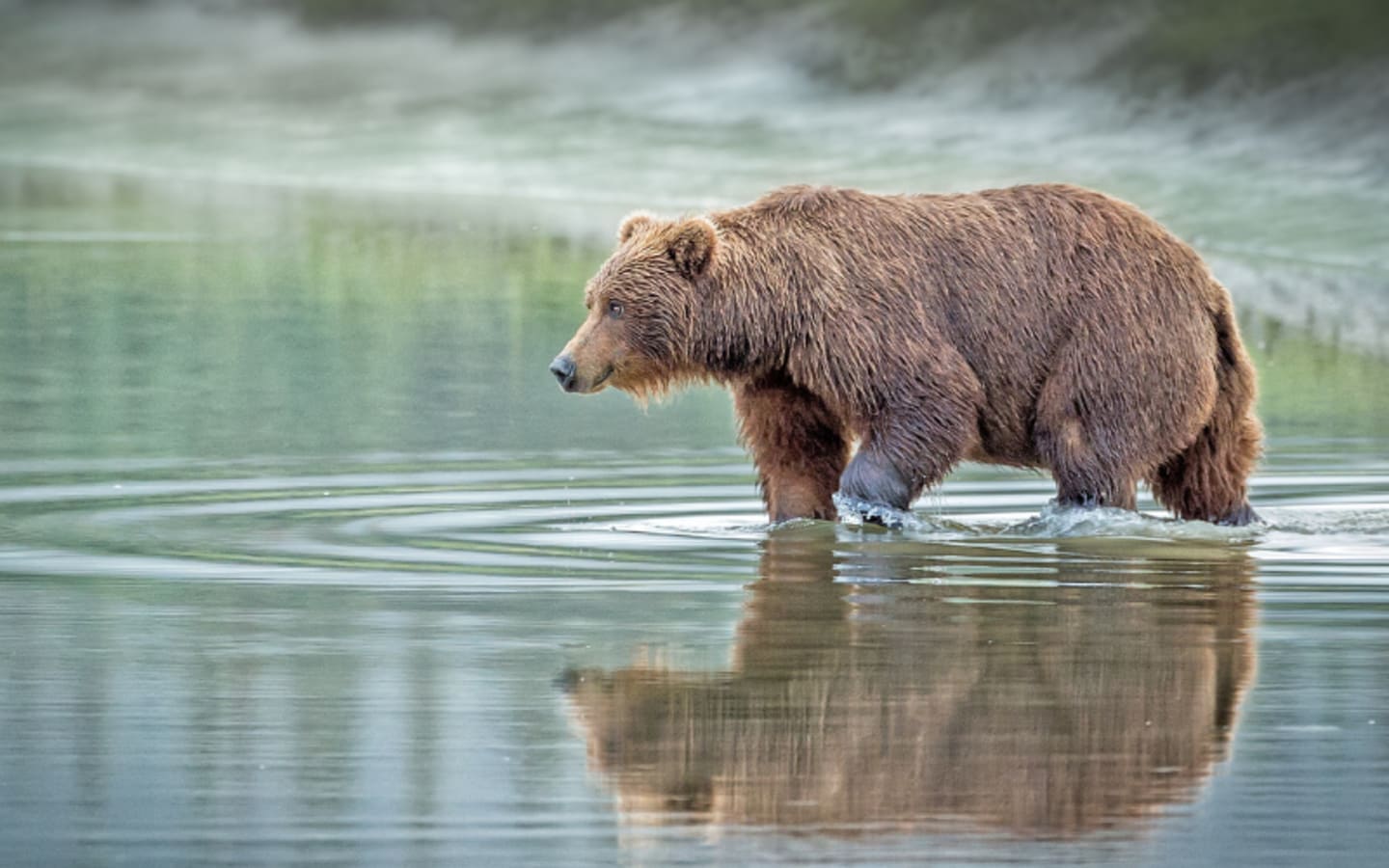 Is Alaskas SkyHigh Bear Hunt Saving Caribou or Breaking the Law