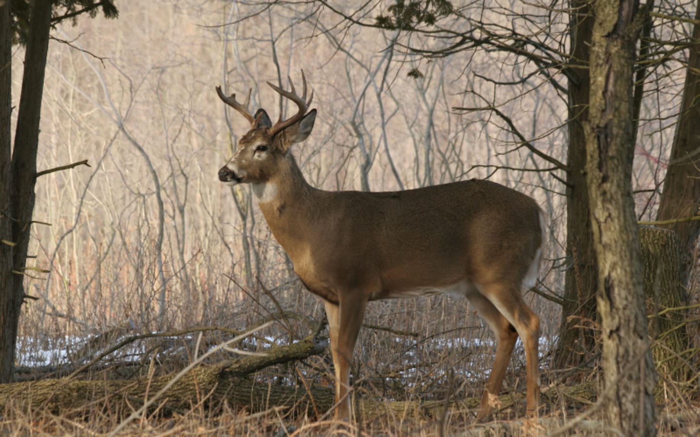 Youre Missing the Best Deer Hunts in Wisconsin