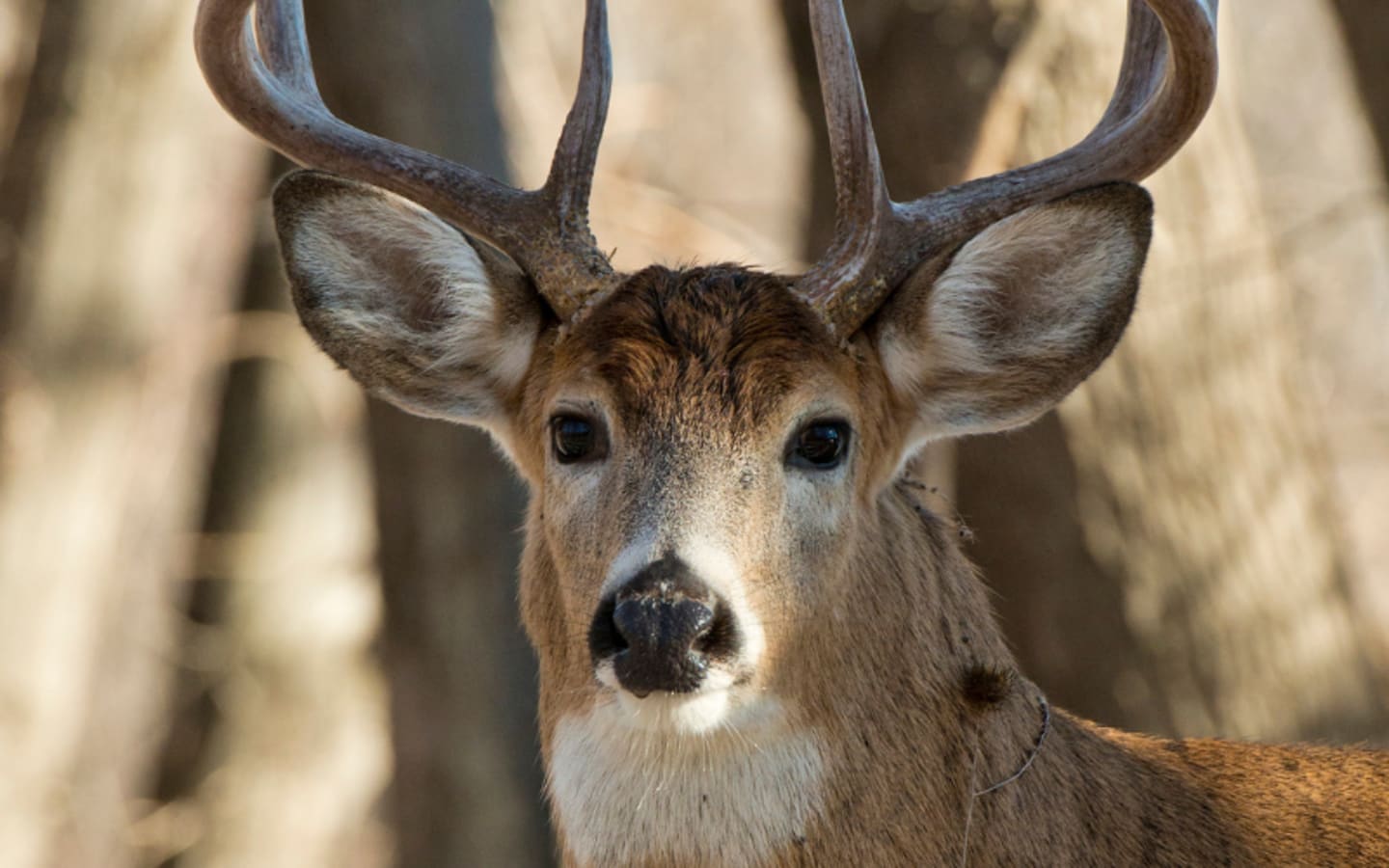 Big Changes Hit Minnesota Deer Camp Rifles Everywhere in 2025