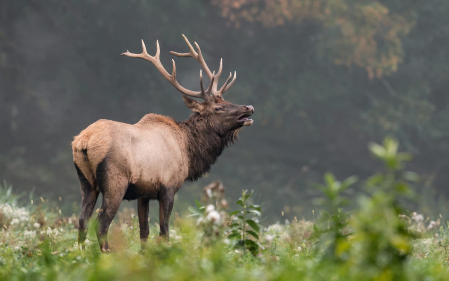 Will Montana Hand Out Way More Elk Tags in 2026