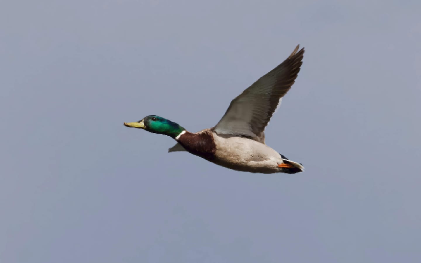 Mastering Mallard Hunts on Public Land