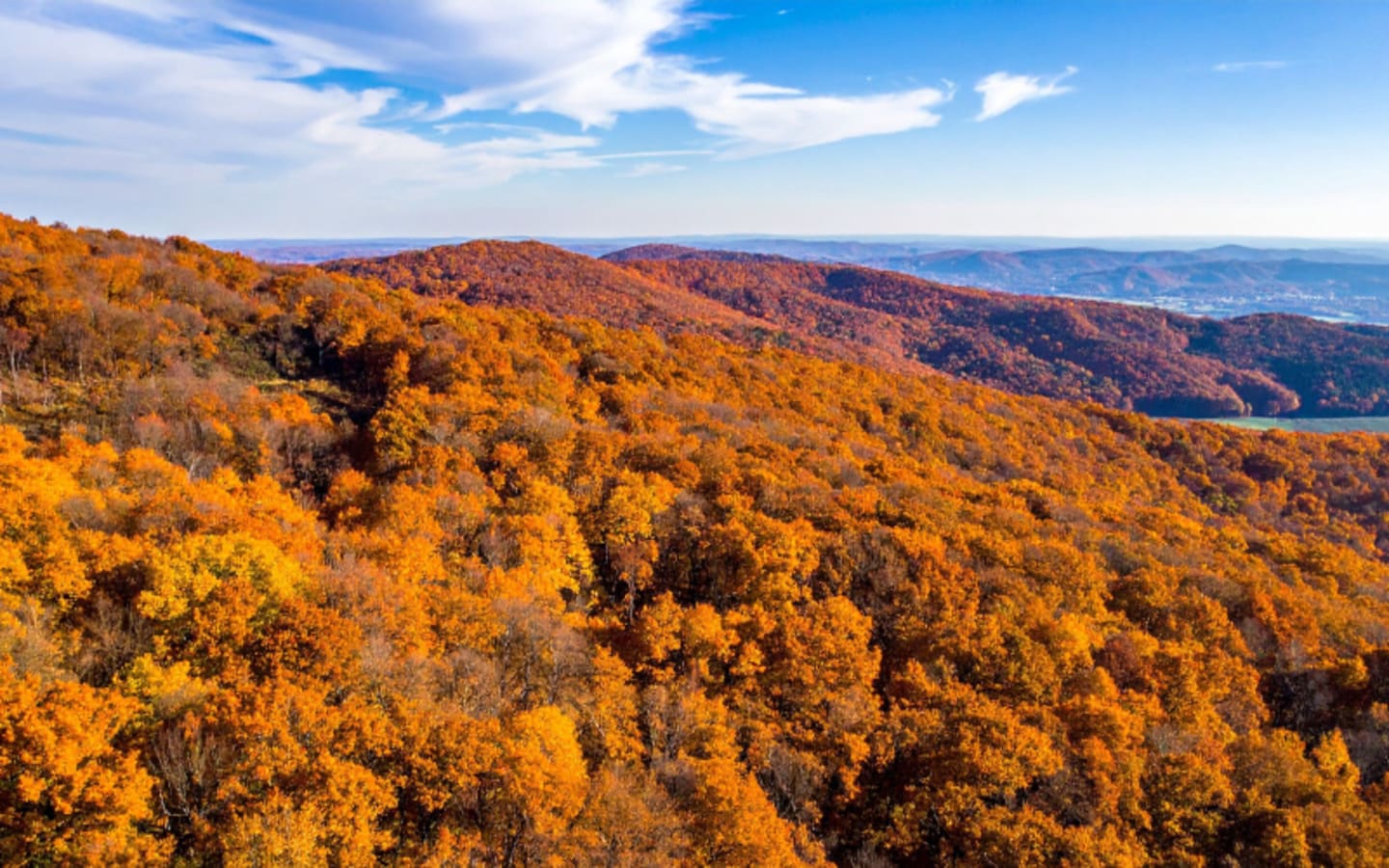 Big Bust Tennessee Poachers Face Lifetime Bans