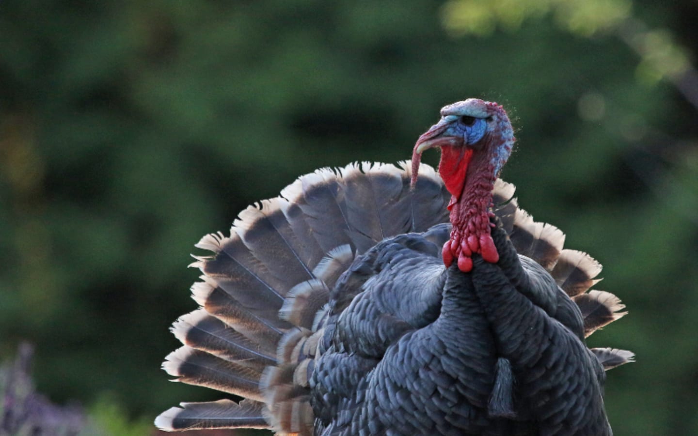Missouris New Turkey Hunting Rules