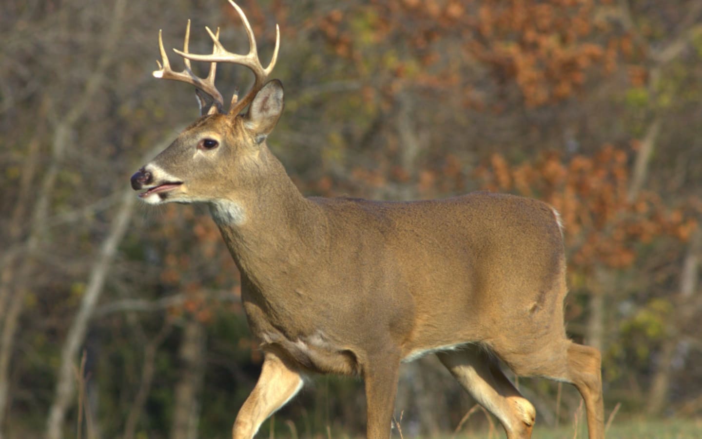 Minnesotas Deer Hunt Surge What It Means for Hunters