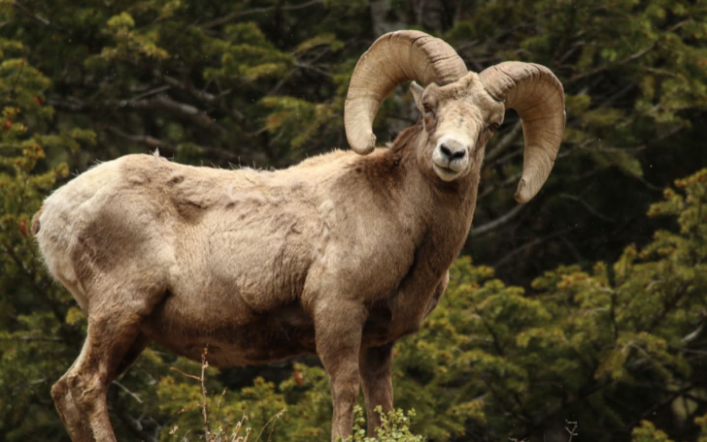 Wyomings Bold Move to Save Bighorn Sheep