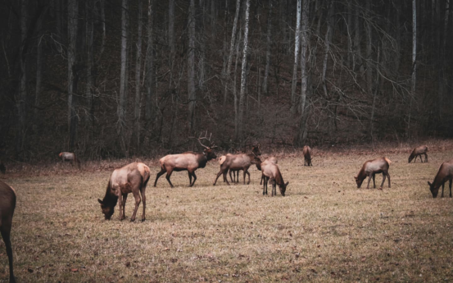 Elk Overflow Forces Drastic State Action