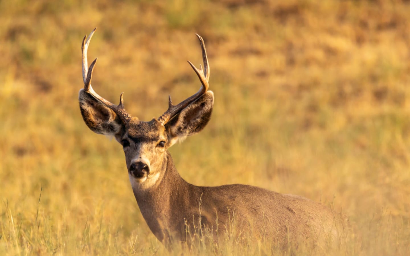 Californias Plan to Kill All Island Deer Sparks Unlikely Alliance