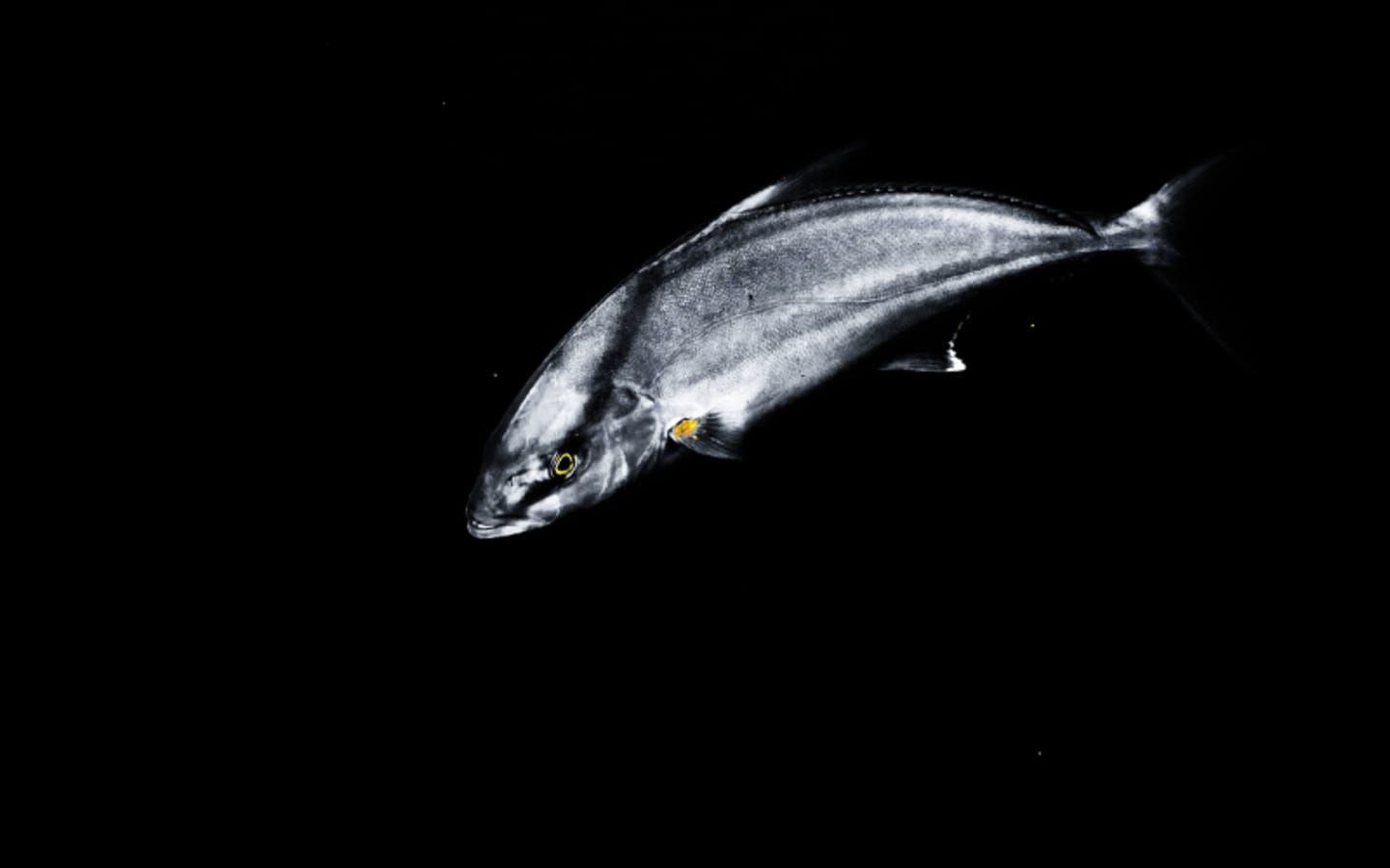 Gulf Fishermen Face Stricter Amberjack Limits After 2025 Overharvest