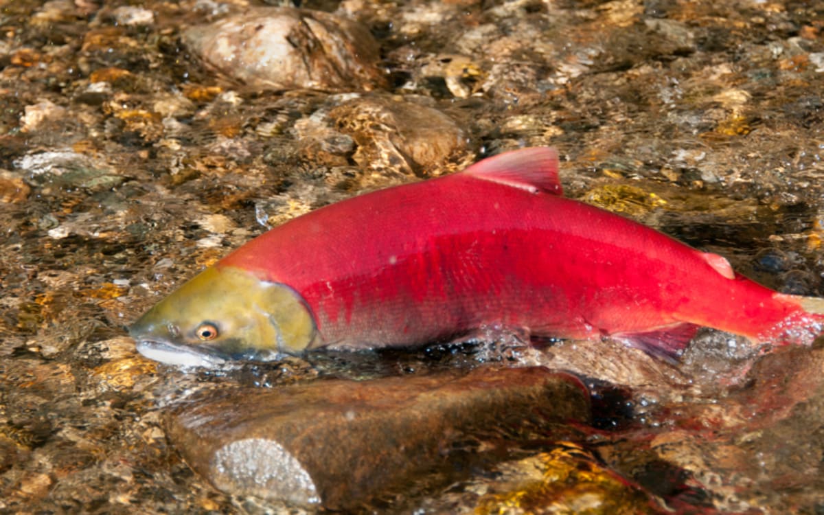 2025 Salmon Season Secrets in Hanford Reach