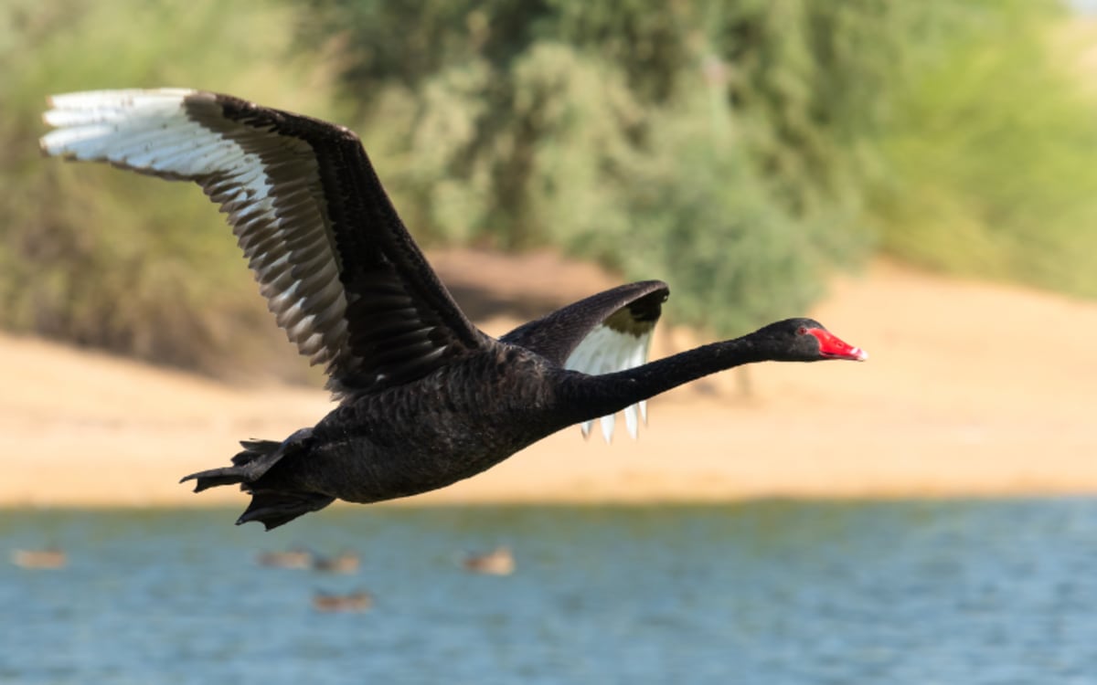 Social Media Hunting Mishap Sparks Safety Concerns