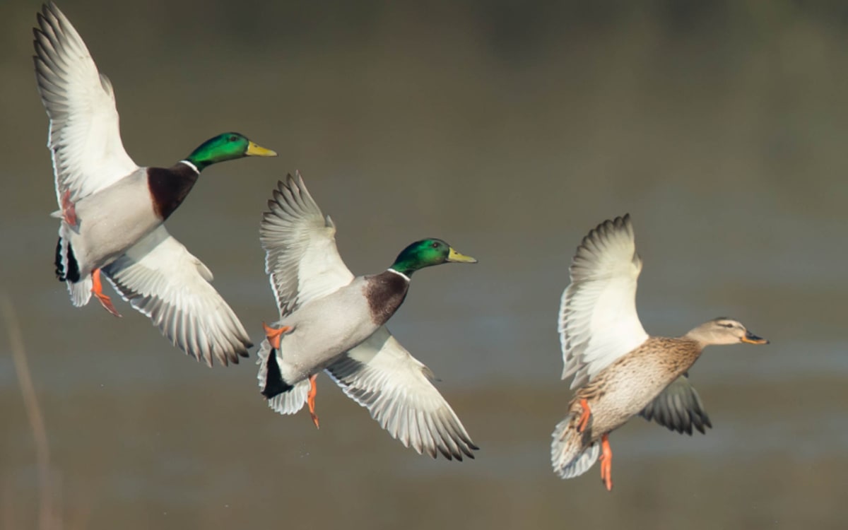New Contaminated Duck Reports - A Hunter's Nightmare