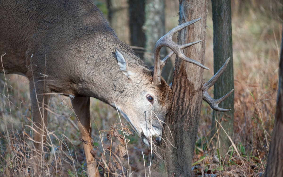 Fresh Deer Sign Glows Like Highway Markers