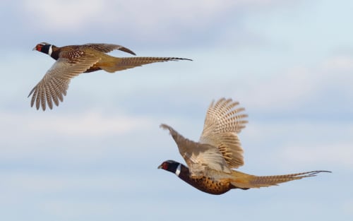 Top 6 States for DIY Pheasant Hunting