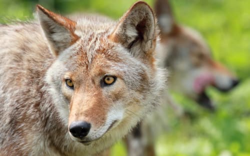 Michigan's Coyotes Are Back in the Crosshairs