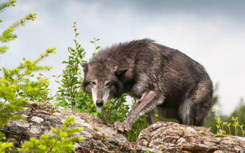 Montana's Wolf Hunt Escalates: Boon or Blunder?