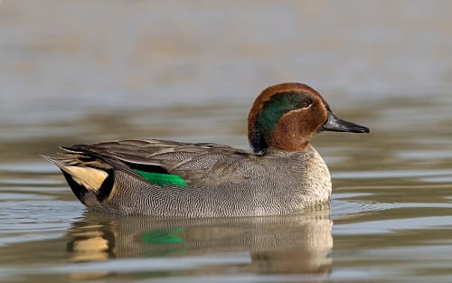 Texas Teal Hunters Hit with Surprise Season Cut