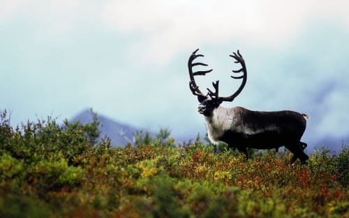 Trump's Shutdown Move: Hunts Roll On in Wildlife Havens