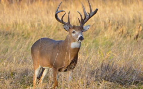 When Deer Season Turns Sour: ND Hunters Get Refund Lifeline