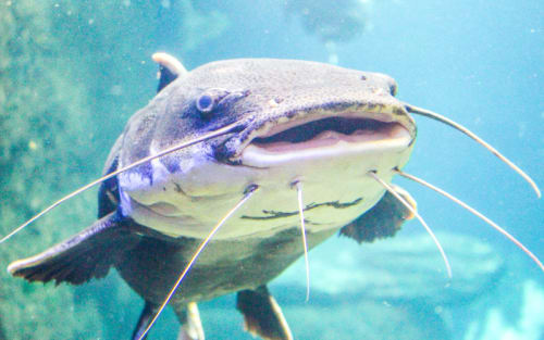 Monster Missouri Catfish Slips Away: A Record That Got Away