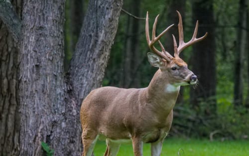 Ohio Hunters Face Tighter Limits After Deadly Deer Virus Hits Hard
