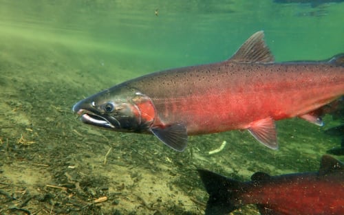 Why Maine’s Rivers Still Deliver When Everyone Else Has Quit