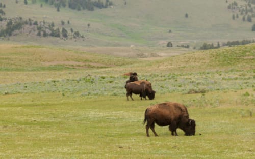 Montana's Bison Hunt Gets Bigger and Better