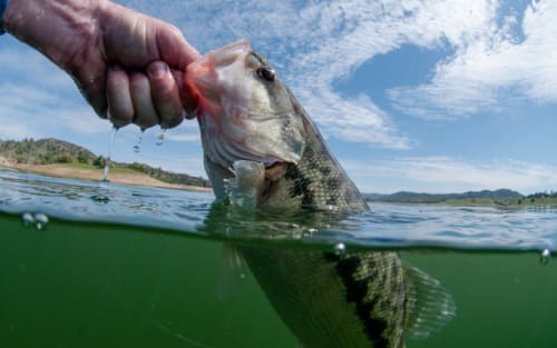 Why Lake Hartwell's Debut Shakes Up Bass Fishing