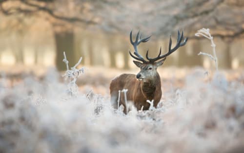 Is Late-Season Public Hunting Worth It?